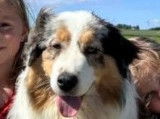 Une chienne Berger Australien LOF âgée de 2 ans, à vendre