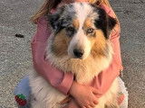 Une chienne Berger Australien LOF âgée de 2 ans, à vendre