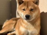 Magnifique mâle Shiba Inu LOF disponible pour saillie
