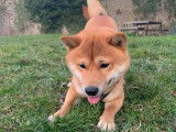 Magnifique mâle Shiba Inu LOF disponible pour saillie