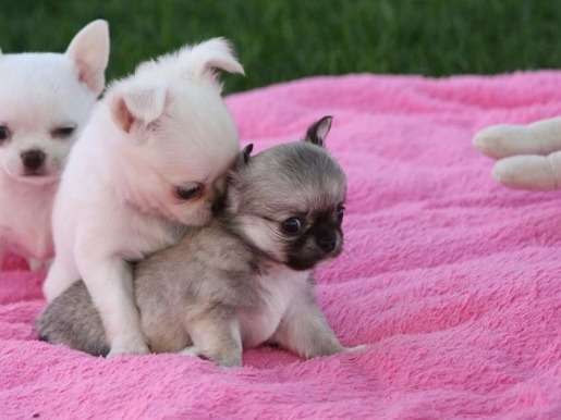 Adorables petits Chihuahuas disponibles