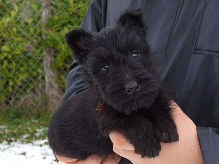 Un chiot mâle Scottish Terrier noir LOF disponible à la vente