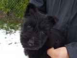 Un chiot mâle Scottish Terrier noir LOF disponible à la vente