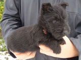 Un chiot mâle Scottish Terrier noir LOF disponible à la vente