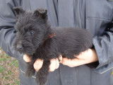Un chiot mâle Scottish Terrier noir LOF disponible à la vente