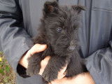 Un chiot mâle Scottish Terrier noir LOF disponible à la vente