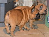 Chiot Bouledogue Français LOF à vendre