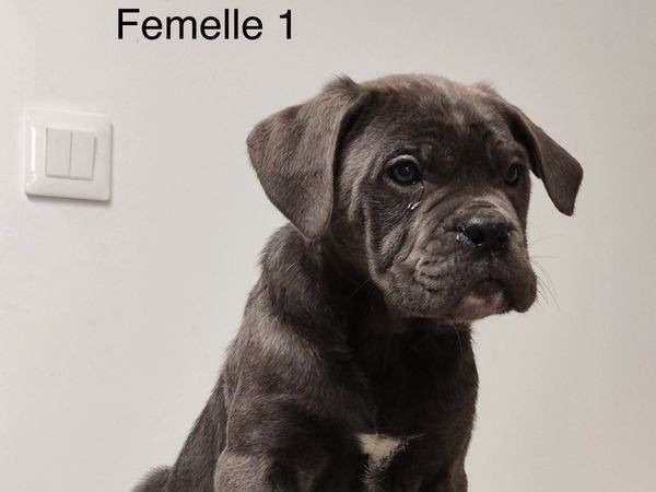 3 chiots Cani Corsi LOF gris disponibles à la vente