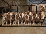 American Bully Standard XL