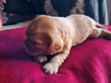 6 chiots Cavaliers King Charles LOF à réserver