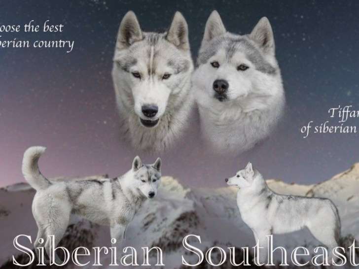 À vendre : 2 chiots Huskies mâles LOF au pelage gris et blanc