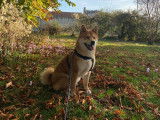 Mâle Shiba Inu LOF et confirmé disponible pour saillie