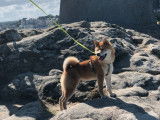 Mâle Shiba Inu LOF et confirmé disponible pour saillie