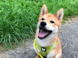 Mâle Shiba Inu LOF et confirmé disponible pour saillie