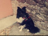 Mâle Border Collie cherche femelle pour saillie