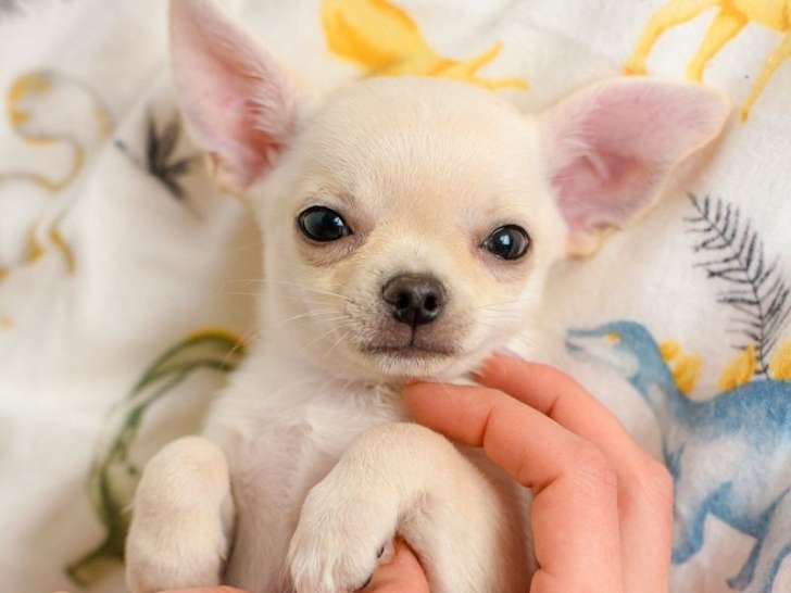 3 chiots Chihuahuas LOF au pelage crème à vendre