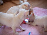 3 chiots Chihuahuas LOF au pelage crème à vendre