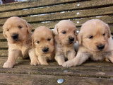 10 chiots Golden Retrievers LOF à réserver