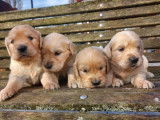 10 chiots Golden Retrievers LOF à réserver