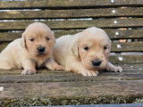 10 chiots Golden Retrievers LOF à réserver