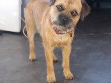 Scott, Border Terrier disponible pour saillie