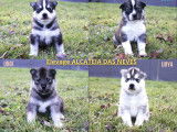 &Agrave; r&eacute;server : 8 chiots Huskies LOF
