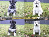 &Agrave; r&eacute;server : 8 chiots Huskies LOF