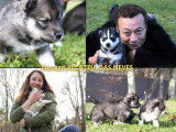 &Agrave; r&eacute;server : 8 chiots Huskies LOF