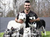 &Agrave; r&eacute;server : 8 chiots Huskies LOF