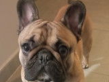 Bouledogue Français LOF disponible pour saillie