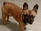 Bouledogue Français LOF disponible pour saillie
