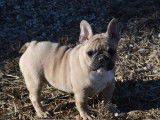 Un chiot femelle Bouledogue Français LOF à vendre