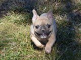 Un chiot femelle Bouledogue Français LOF à vendre