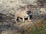 Un chiot femelle Bouledogue Français LOF à vendre