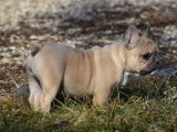 Un chiot femelle Bouledogue Français LOF à vendre