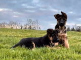 2 chiots mâles Bergers Allemands LOF à vendre