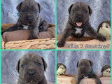 5 chiots Cane Corso LOF &agrave; r&eacute;server
