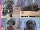 5 chiots Cane Corso LOF &agrave; r&eacute;server