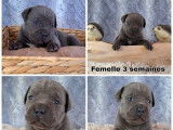 5 chiots Cane Corso LOF &agrave; r&eacute;server