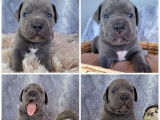 5 chiots Cane Corso LOF &agrave; r&eacute;server