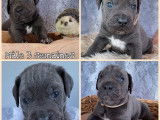 5 chiots Cane Corso LOF &agrave; r&eacute;server