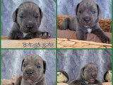 5 chiots Cane Corso LOF &agrave; r&eacute;server