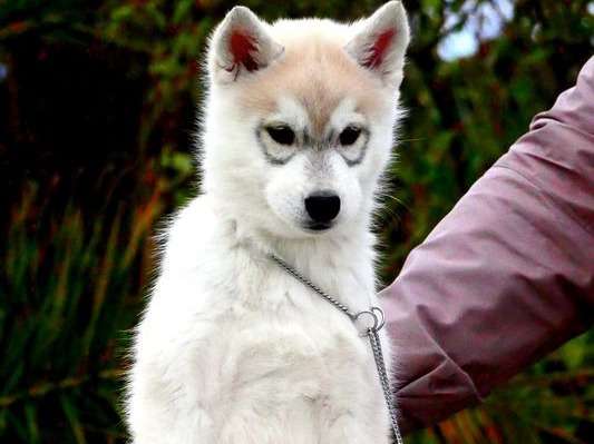 8 chiots Huskies Sibériens LOF disponibles à la vente