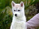 8 chiots Huskies Sibériens LOF disponibles à la vente