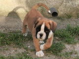 À réserver : chiot mâle Boxer LOF