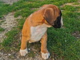 À réserver : chiot mâle Boxer LOF