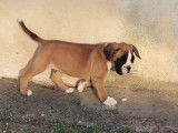 À réserver : chiot mâle Boxer LOF
