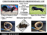 Chiots Berger Belge Groenendael &agrave; vendre