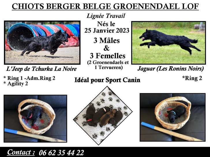 Chiots Berger Belge Groenendael à vendre
