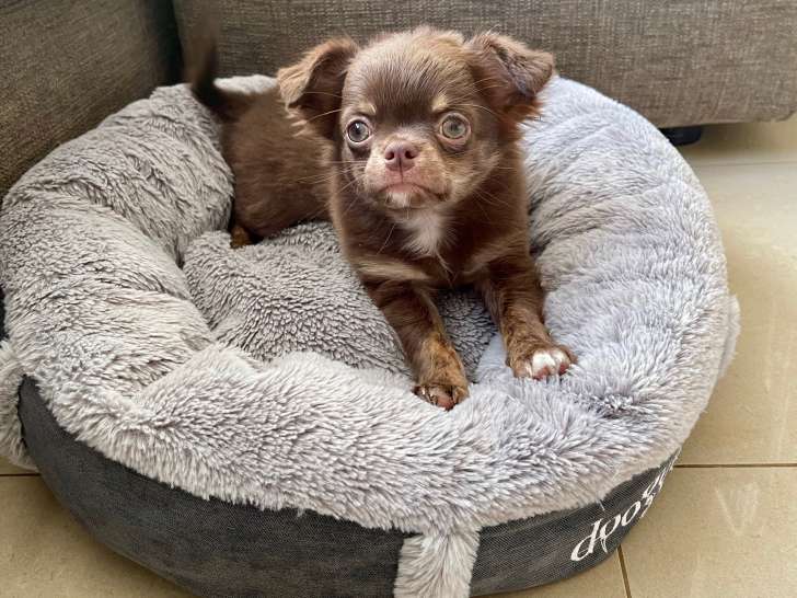 Chiot Chihuahua à poil long LOF  à vendre